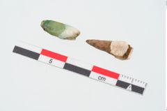 Foto von Zahn (NHMW-PRAE-024930a)